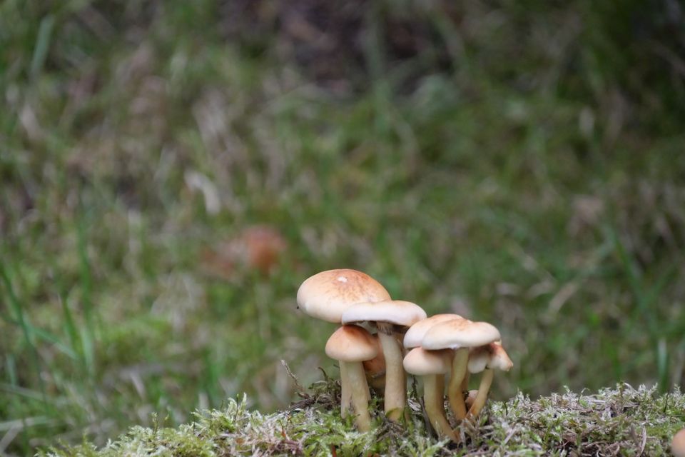 Petits champignons sur un sol forestier moussu en automne